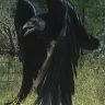 Raven
