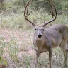 Drycreek