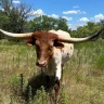 Ranchhand